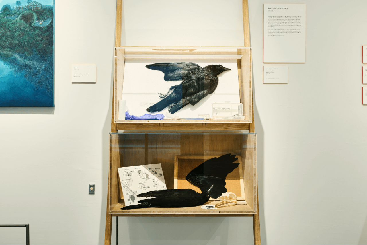 西澤真樹子 ハシボソガラスの仮剥製の制作工程/シボソガラスの仮剥製/ハシブトガラス翼標本