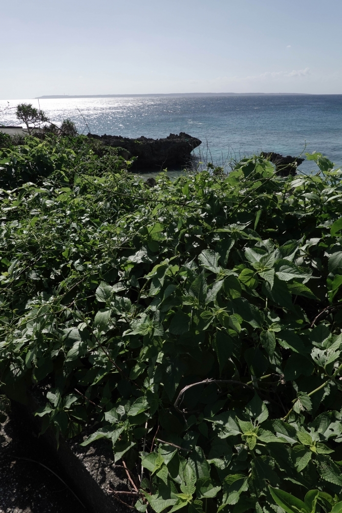 『ブーンミの島』上映会＆監督トーク
～沖縄県宮古諸島の苧麻文化を映像で記録すること